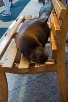 Galápagos Sea Lion