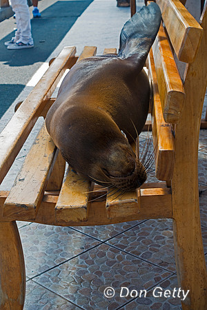 Galápagos Sea Lion