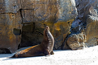 Galápagos Sea Lion