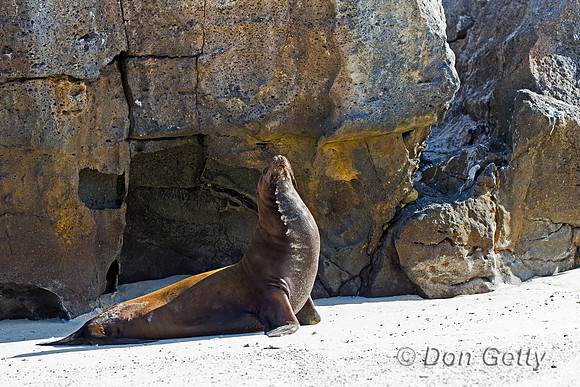 Galápagos Sea Lion