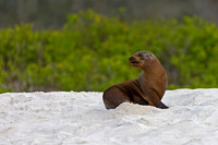 Galápagos Sea Lion