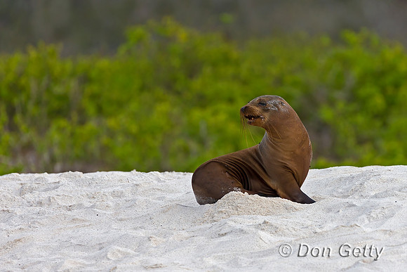 Galápagos Sea Lion