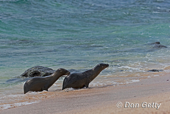 Galápagos Sea Lion