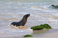 Galápagos Sea Lion