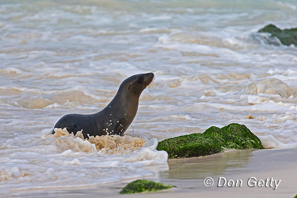 Galápagos Sea Lion