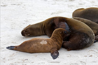 Galápagos Sea Lion