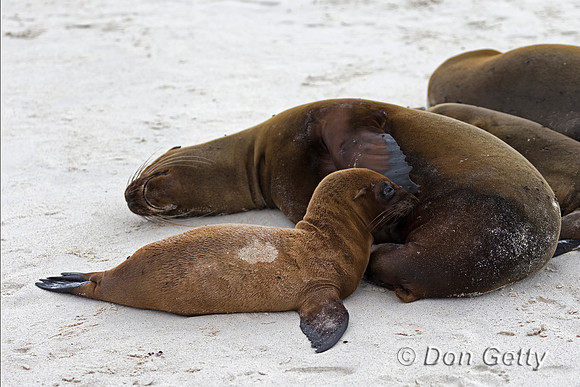 Galápagos Sea Lion