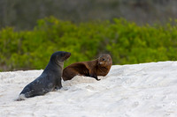 Galápagos Sea Lion