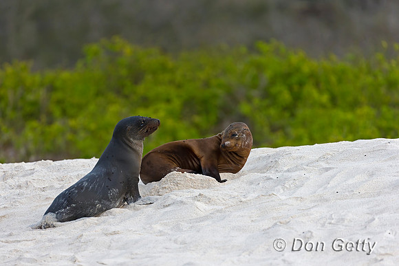 Galápagos Sea Lion