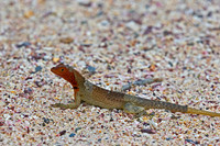 Galápagos Lava Lizard