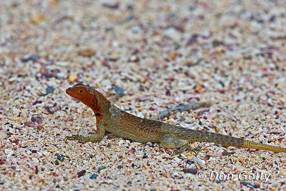 Galápagos Lava Lizard
