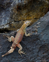 Galápagos Lava Lizard