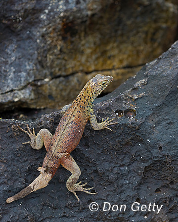 Galápagos Lava Lizard