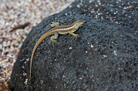 Galápagos Lava Lizard