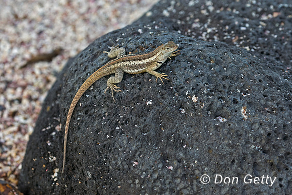 Galápagos Lava Lizard