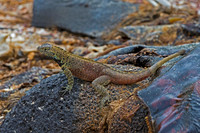 Galápagos Lava Lizard