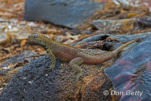 Galápagos Lava Lizard