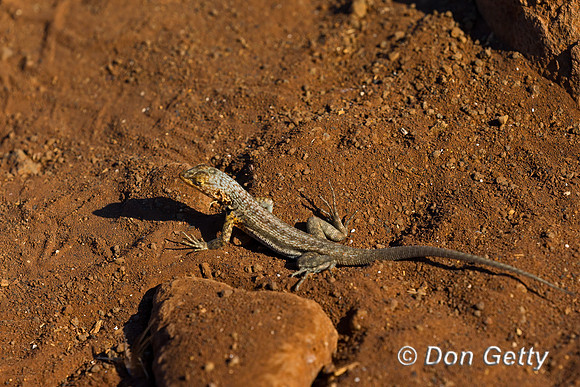 Galápagos Lava Lizard