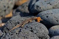 Galápagos Lava Lizard