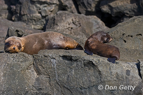 Galápagos Fur Seal