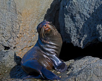 Fur Seal, Galápagos