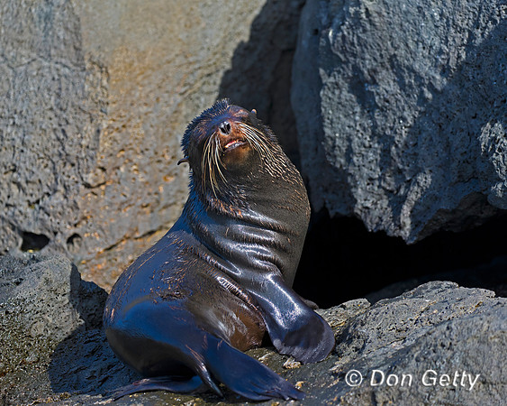 Galápagos Fur Seal