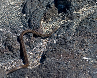 Galápagos Racer