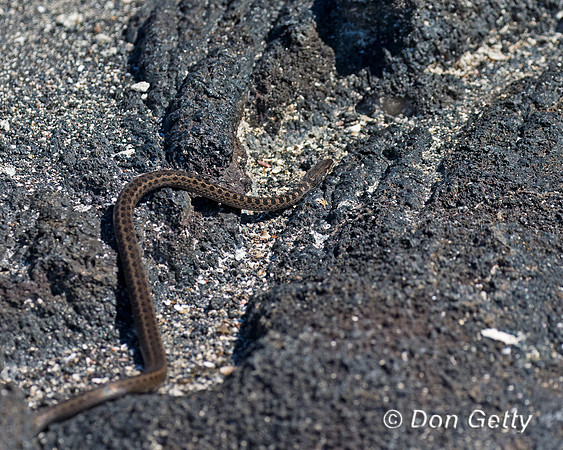 Galápagos Racer