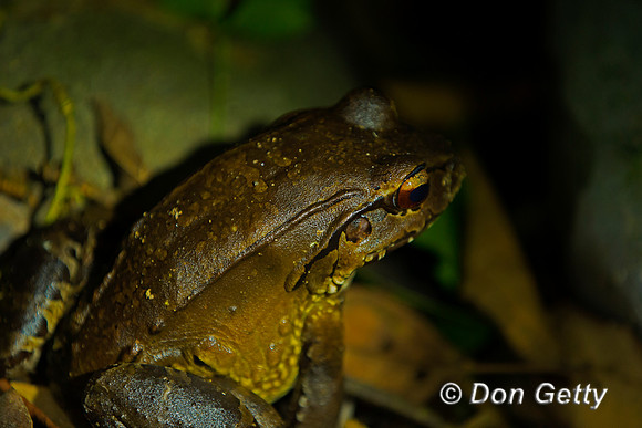 Toad