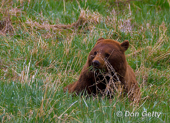 Black Bear
