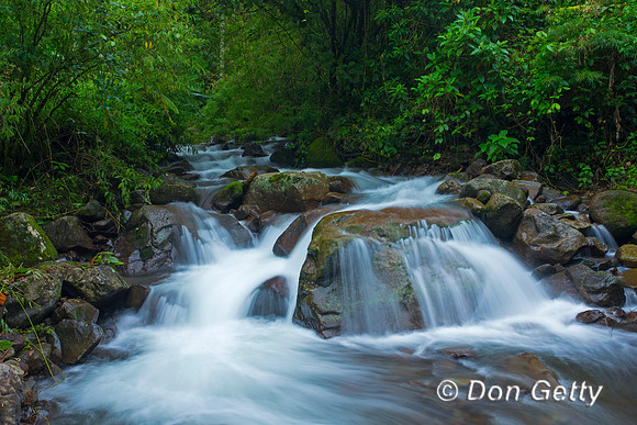 Rainforest Landscape