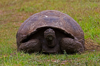 Galápagos Tortoise