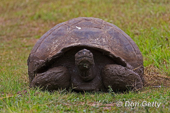 Galápagos Tortoise
