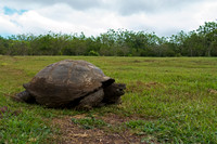 Galápagos Tortoise