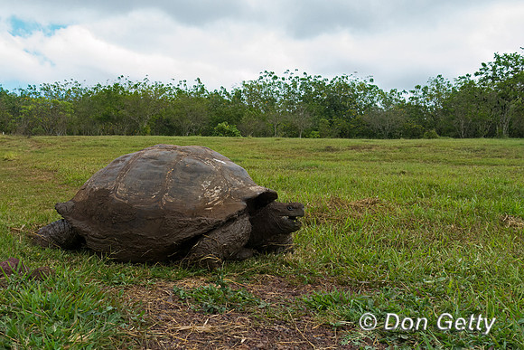 Galápagos Tortoise