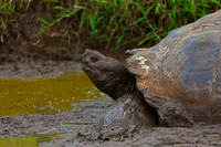 Galápagos Tortoise