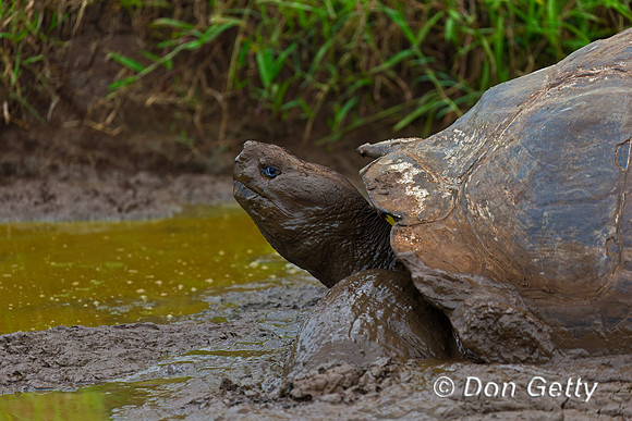 Galápagos Tortoise