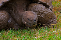 Galápagos Tortoise