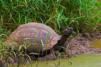 Galápagos Tortoise