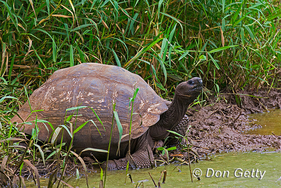 Galápagos Tortoise