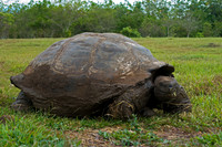 Galápagos Tortoise