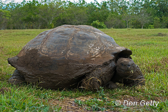 Galápagos Tortoise
