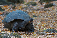 Galápagos Tortoise