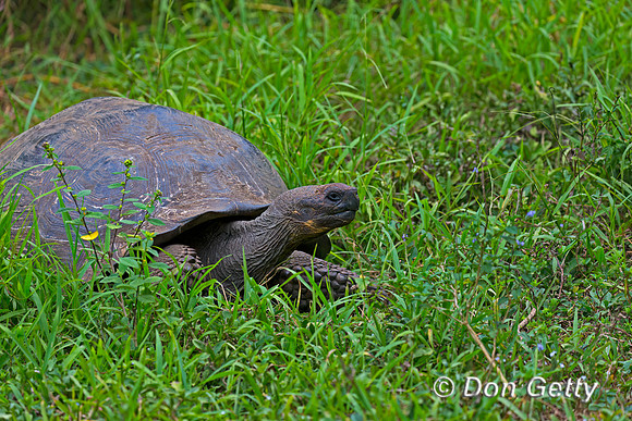 Galápagos Tortoise
