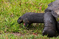Galápagos Tortoise