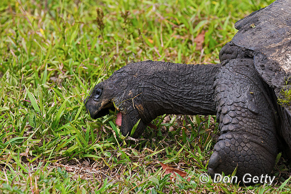 Galápagos Tortoise