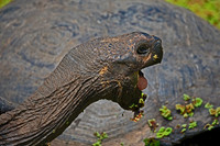 Galápagos Tortoise