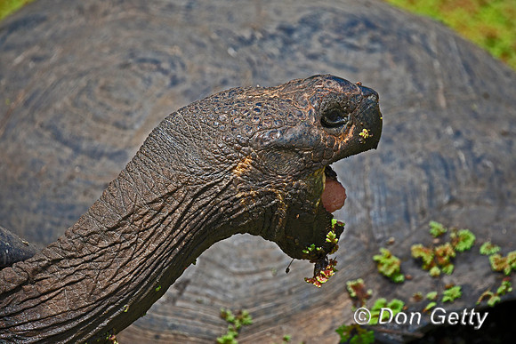 Galápagos Tortoise