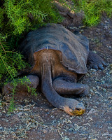 Galápagos Tortoise