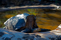 Galápagos Tortoise